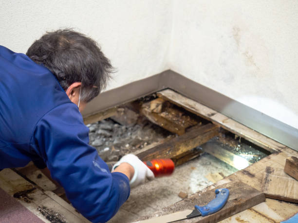 Best Mold Cleaning Services  in Elmendorf, TX