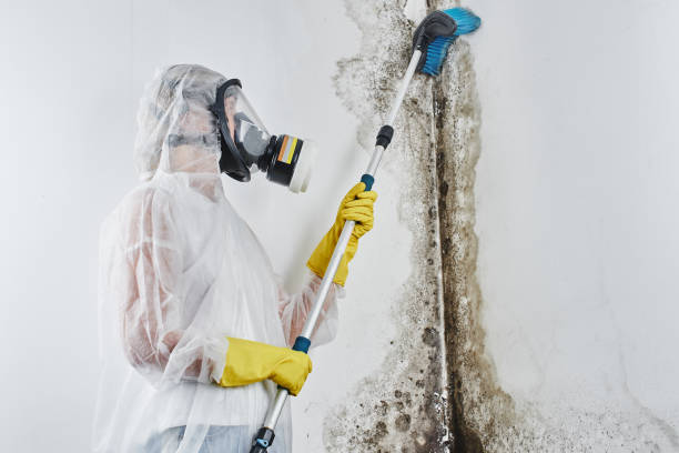 Best Emergency Mold Removal  in Elmendorf, TX
