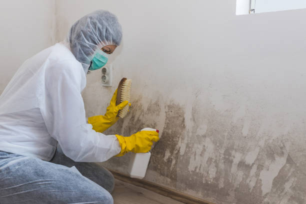 Best Black Mold Removal  in Elmendorf, TX