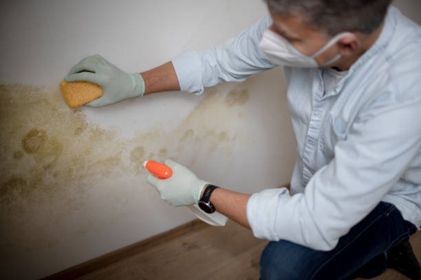 Best Mold Remediation Experts  in Elmendorf, TX