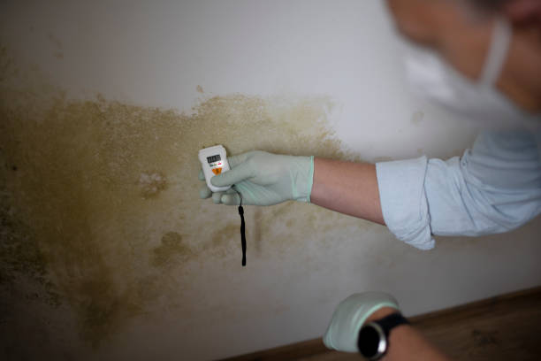 Best Attic Mold Removal  in Elmendorf, TX