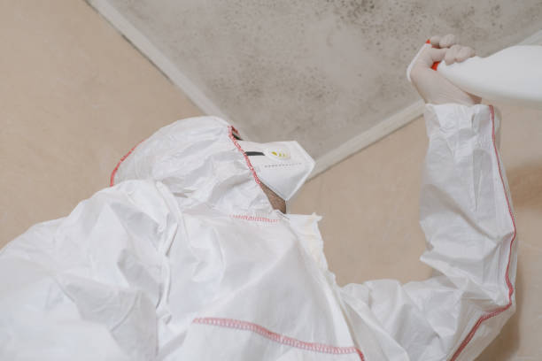 Best Emergency Mold Removal  in Elmendorf, TX