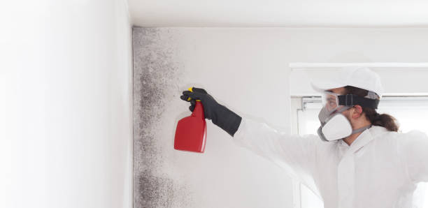 Mold Removal and Inspection in Elmendorf, TX