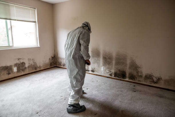 Best Black Mold Removal  in Elmendorf, TX