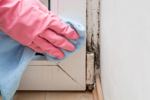 Best Mold Removal Near Me  in Elmendorf, TX