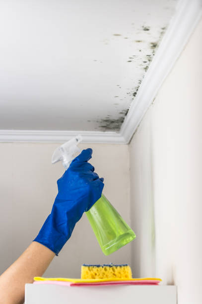 Best Mold Testing  in Elmendorf, TX