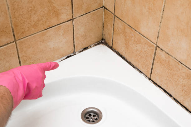 Professional Mold Removal in Elmendorf, TX