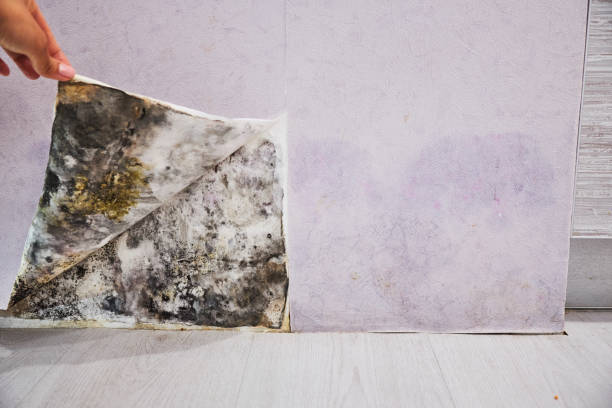 Best Mold Removal and Inspection  in Elmendorf, TX